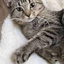 Thumbnail photo of KITTEN MISS REY REY #4