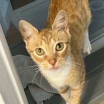 Thumbnail photo of Chiquita #1