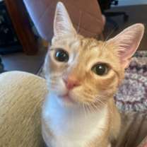 Thumbnail photo of Chiquita #2