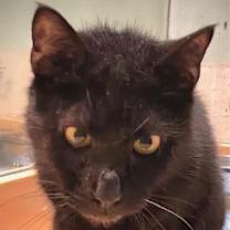 Thumbnail photo of Onyx #1