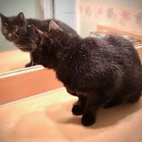 Thumbnail photo of Onyx #3