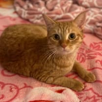 Thumbnail photo of Wanda Kuwait #2