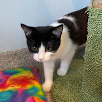adopt-pet