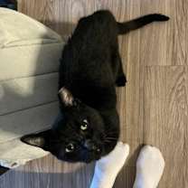 Thumbnail photo of Zeus #1