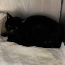 Thumbnail photo of Zeus #2