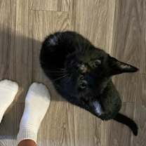 Thumbnail photo of Zeus #3