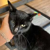 Thumbnail photo of Zeus #4