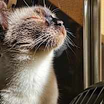 Thumbnail photo of Sato #1