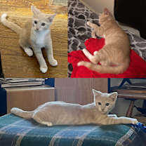 Thumbnail photo of Lewis #1