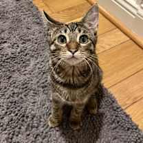 Thumbnail photo of Alice #4