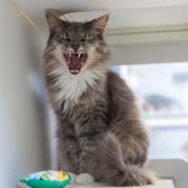 Thumbnail photo of Luna *Hidden Gem* #2