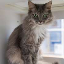 Thumbnail photo of Luna *Hidden Gem* #3