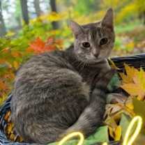 Thumbnail photo of Enid #3