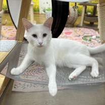 Thumbnail photo of Everest #4