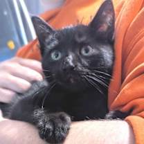 Thumbnail photo of Thyme #1