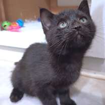 Thumbnail photo of Thyme #2