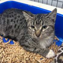 Thumbnail photo of Loudmouth Bass *AVAILABLE AT HELENA VETERINARY CLINIC* #1