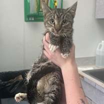 Thumbnail photo of Loudmouth Bass *AVAILABLE AT HELENA VETERINARY CLINIC* #2