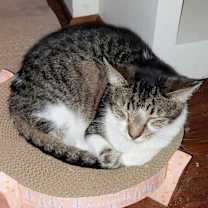 Thumbnail photo of Mr. Sweetness #3