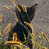 Thumbnail photo of Asher #4