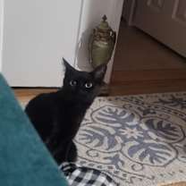 Thumbnail photo of Mystic #3