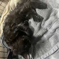 Thumbnail photo of Harris #4