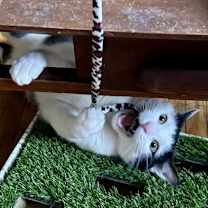 Thumbnail photo of Shallot Osage #2