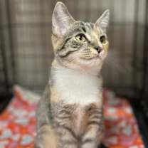 Thumbnail photo of Tina #4