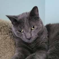 adopt-pet