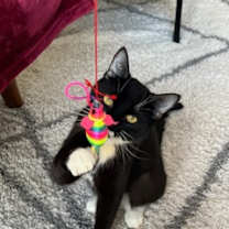 Thumbnail photo of Tsuki (Trancis) #1