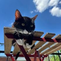 Thumbnail photo of Tsuki (Trancis) #2