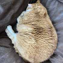 Thumbnail photo of Sophie (senior) #4