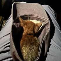 Thumbnail photo of Monty Belle #2