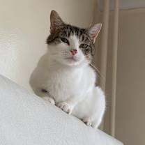 Thumbnail photo of Pineapple #4