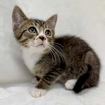 Thumbnail photo of Xander #2