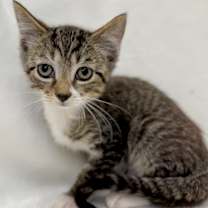 Thumbnail photo of Giles #1