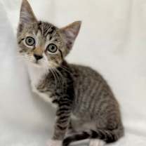 Thumbnail photo of Giles #2