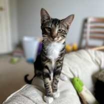 adopt-pet