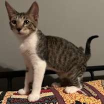 adopt-pet