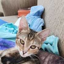 Thumbnail photo of Kira #1