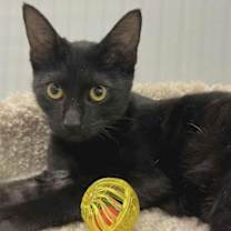 Thumbnail photo of May & Sonic C Norris BONDED PAIR #2