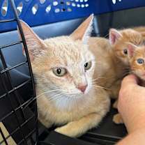 Thumbnail photo of Hope (Mom) BDL #2