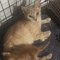 Thumbnail photo of Hope (Mom) BDL #3