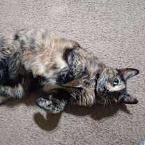 Thumbnail photo of Paisley #2