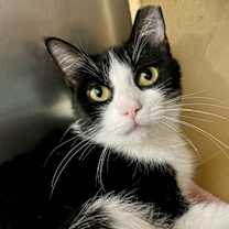 Thumbnail photo of Croissant #1