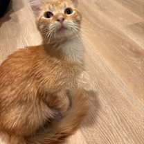 adopt-pet
