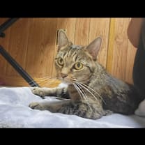 Thumbnail photo of BCAS Bonnie #3