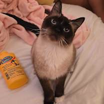 Thumbnail photo of Luna #4