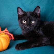 Thumbnail photo of Professor #3