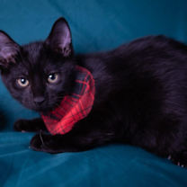 Thumbnail photo of Skipper #4